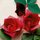 Kawasaki: Rose Dream Origami - mit DVD