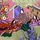 Washi Motivbogen Hofdamen 45 x 64 cm