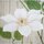 Wandbehang Clematis 45 x 120 cm