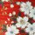Teedose Kirschblüten rot, 300g