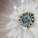 Blütenschälchen rosa, 2er Set, 9,3 cm Ø