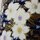 Teedose Kirschblüten blau 175 g