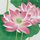 Wandbehang  Lotus 45 x 120 cm