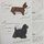Yamaguchi: Origami Katzen & Hunde