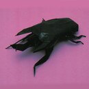 Kawahata - Kabutomushi - Hirschkäfer & Co.