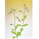 Momotani: Wildblumen in Origami
