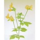Momotani: Wildblumen in Origami