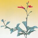 Momotani: Wildblumen in Origami