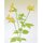 Momotani: Wildblumen in Origami