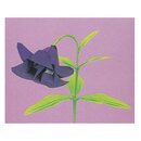 Momotani: Flowers of Japan
