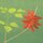 Momotani: Flowers of Japan