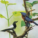 Momotani: Origami japanische Wildvögel