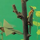Momotani: Origami japanische Wildvögel