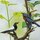 Momotani: Origami japanische Wildvögel