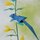 Momotani: Origami japanische Wildvögel