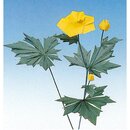 Momotani: Alpine Origami-Blumen