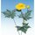 Momotani: Alpine Origami-Blumen