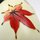 Kokeshi Herbst, japanische Holzpuppe "Aki"