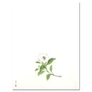 Briefpapierset Kamelie, 20 Blatt + 8 Umschläge